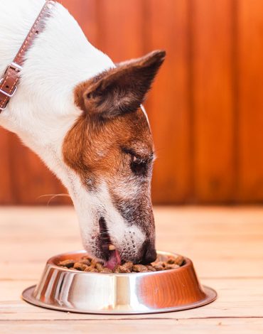 Dog eats Food