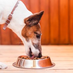Dog eats Food