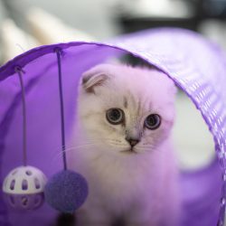 Cat in a Basket