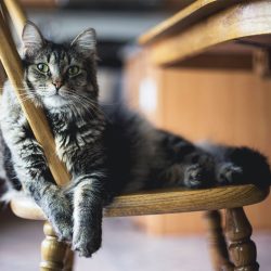 Cat in a Chair