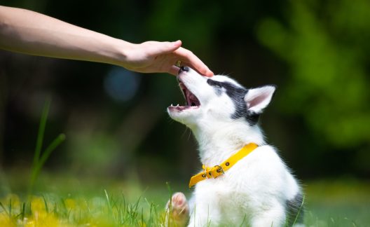 Hand with white dog puppy breed siberian husky on spring backyard. Dogs and pets photography